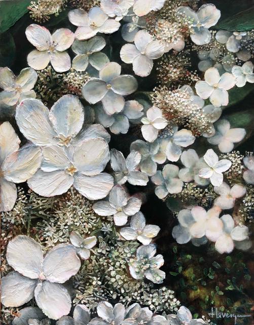 Hydrangea paniculata
